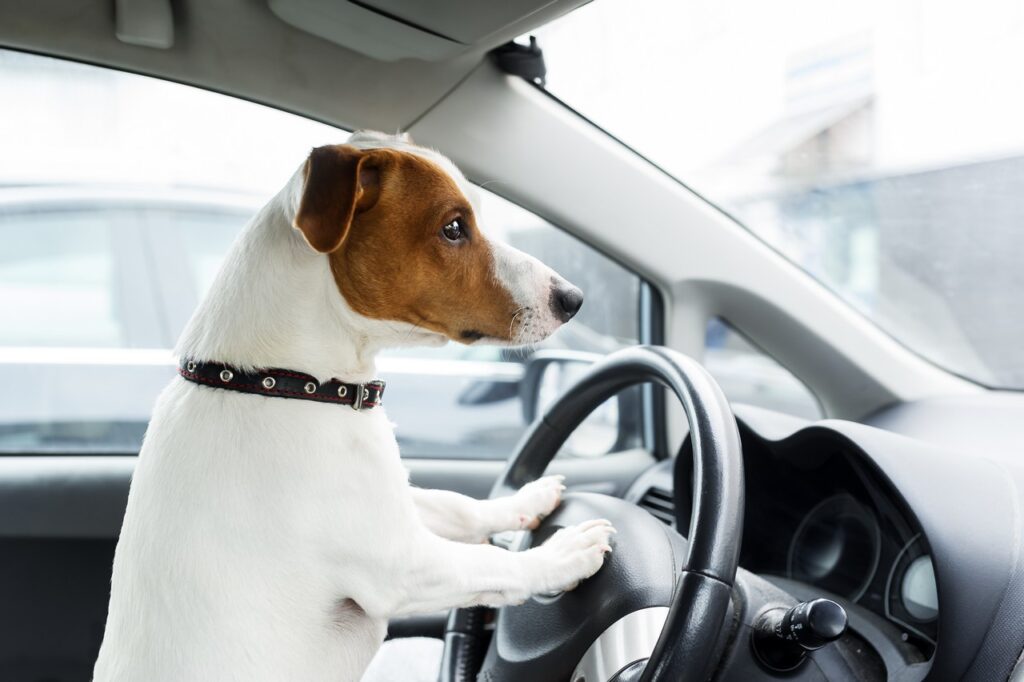 Como transportar o pet dentro do carro com segurança 4 transportar pet dentro do carro