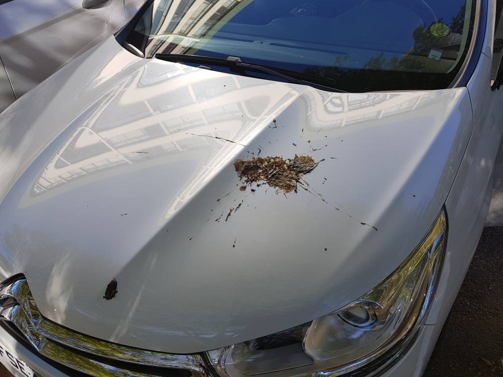 Fezes de pássaros estragam a pintura do carro? 1 fezes de passaro